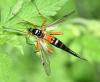 Tanyptera atrata